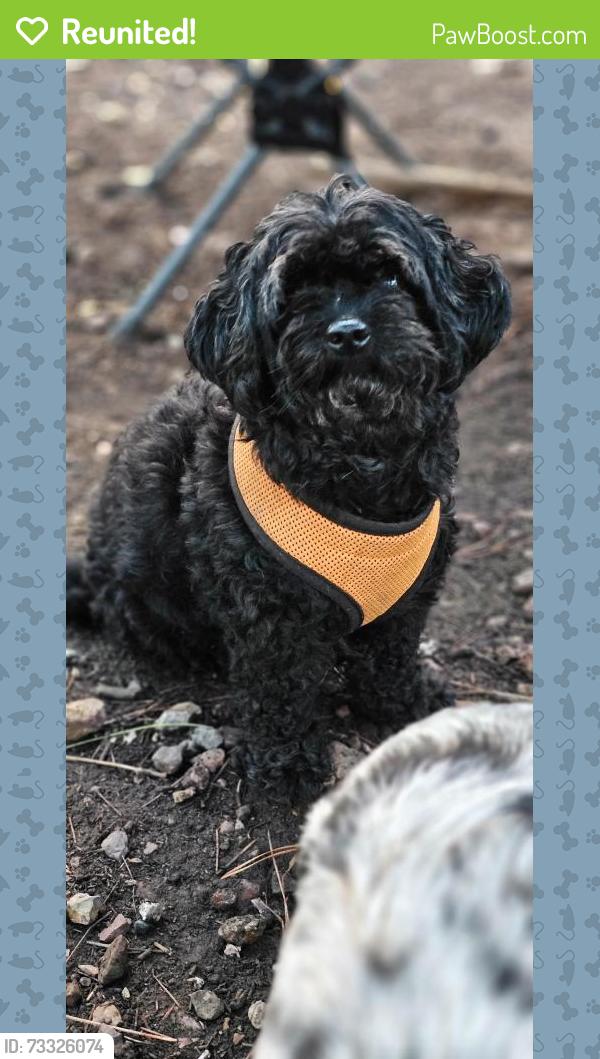 Reunited Female Dog last seen 48th street & Mcdowell, Phoenix, AZ 85008