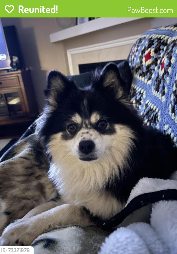 Reunited Female Dog last seen S Duke street by Comcast and the cemetery, Lancaster, PA 17602