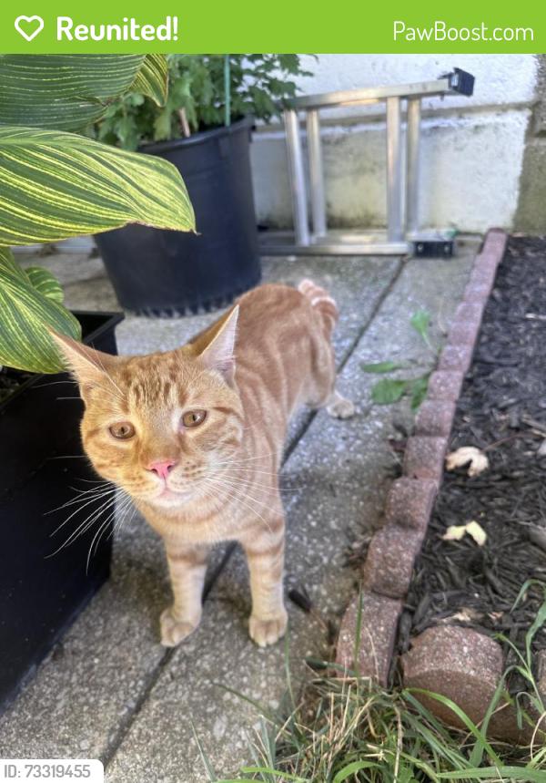 Reunited Male Cat last seen Emily St, Philadelphia, PA, USA, Philadelphia, PA 19145