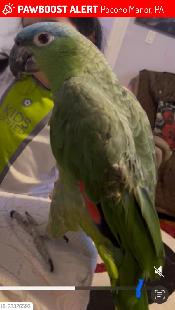 Lost Male Bird last seen Kalahari Waterfalls, Pocono Manor, PA 18346