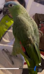 Lost Male Bird last seen Kalahari Waterfalls, Pocono Manor, PA 18346
