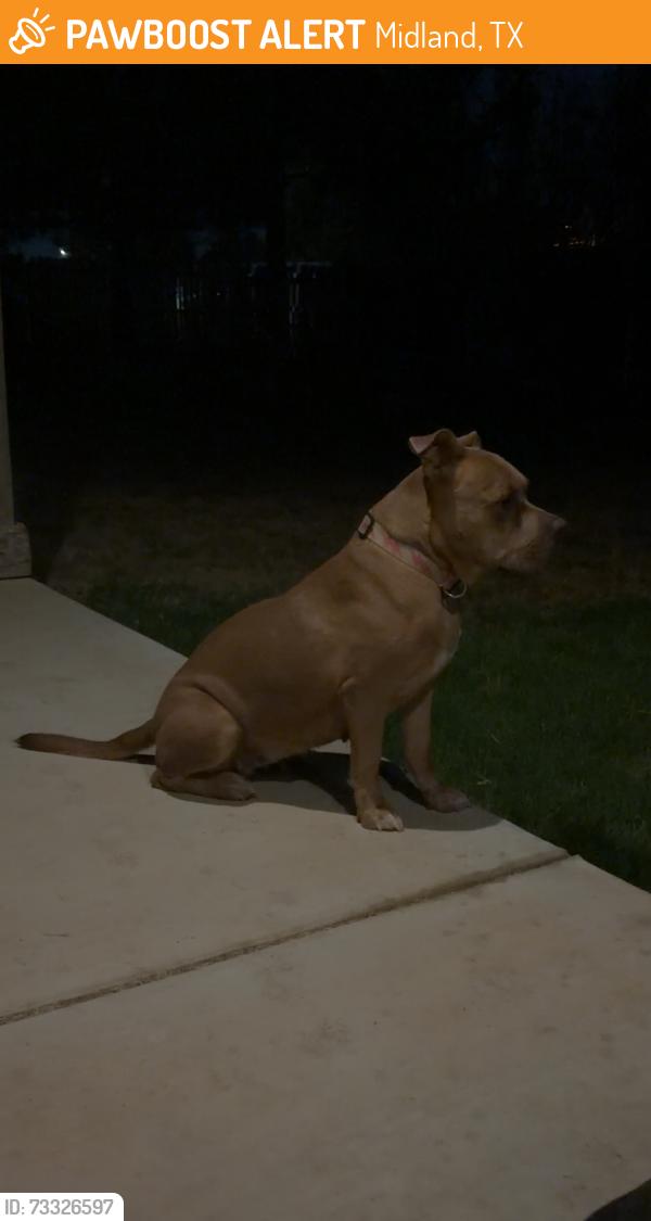 Found/Stray Female Dog last seen High school, Midland, TX 79701