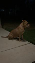 Found/Stray Female Dog last seen High school, Midland, TX 79701