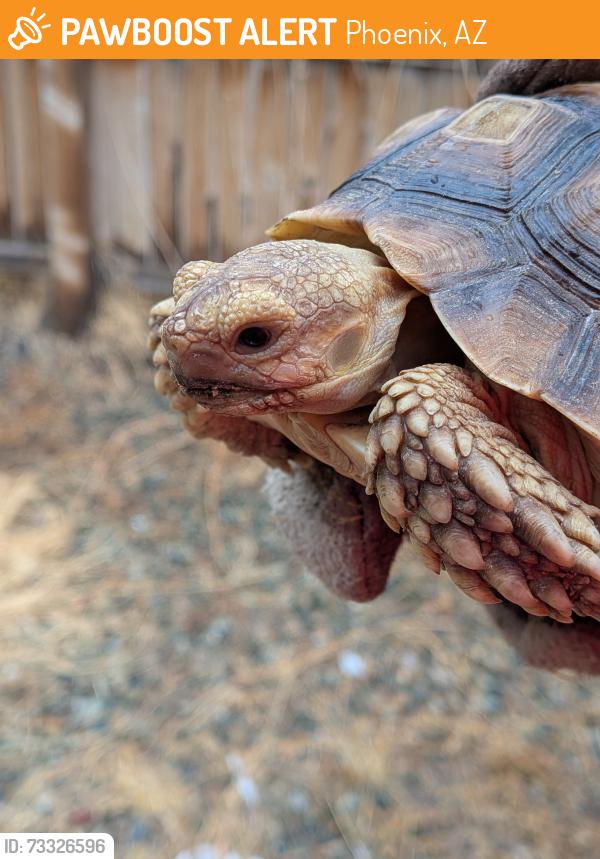Found/Stray Unknown Reptile last seen 22nd St and Vineyard rd, Phoenix, AZ 85042