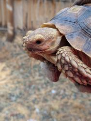 Found/Stray Unknown Reptile last seen 22nd St and Vineyard rd, Phoenix, AZ 85042