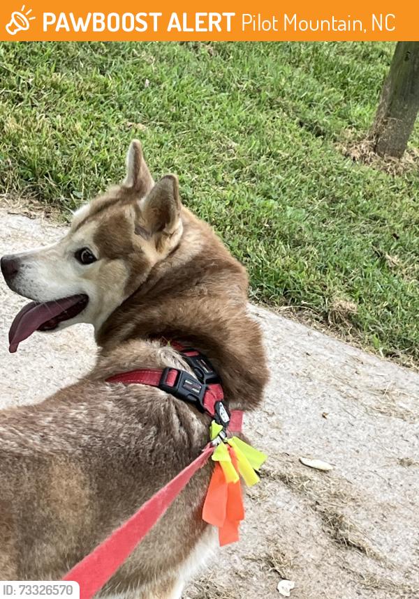 Found/Stray Female Dog last seen West Dodson mill and Old Highway 52 near Foothills building Supply, Pilot Mountain, NC 27041