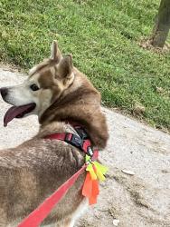 Found/Stray Female Dog last seen West Dodson mill and Old Highway 52 near Foothills building Supply, Pilot Mountain, NC 27041
