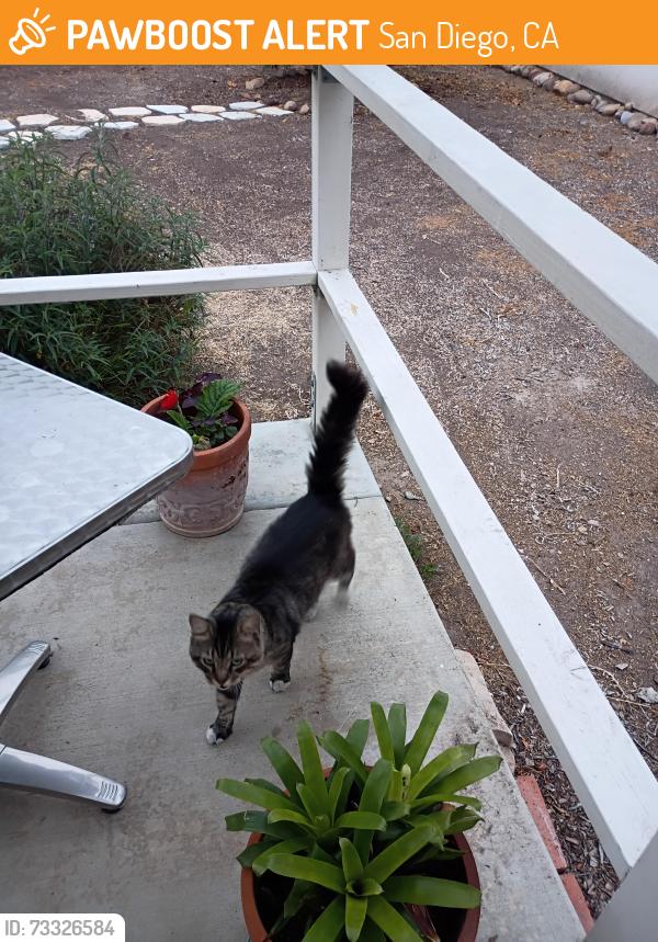 Found/Stray Unknown Cat last seen Monroe Ave, San Diego, CA 92116