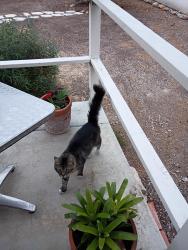 Found/Stray Unknown Cat last seen Monroe Ave, San Diego, CA 92116