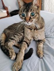 Lost Male Cat last seen Ithaca and Palm Lakes Court, Sarasota, FL 34243