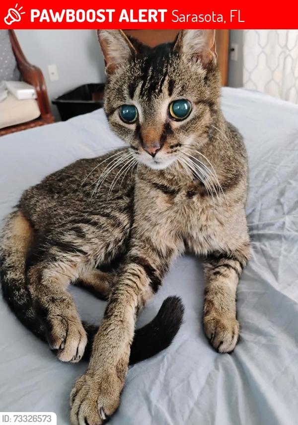 Lost Male Cat last seen Ithaca and Palm Lakes Court, Sarasota, FL 34243