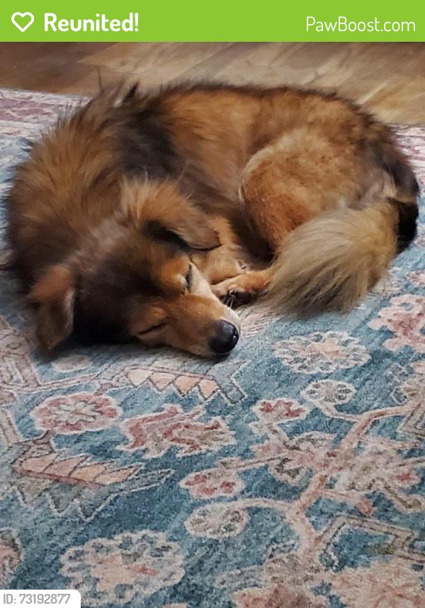 Reunited Male Dog last seen Fir Street & Holloway, Alvin, TX 77511