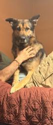Reunited Male Dog last seen S Red Cedar Cir, The Woodlands, TX 77380, USA, The Woodlands, TX 77380