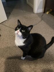 Reunited Male Cat last seen Near Windsor st, Salt Lake City, UT 84105