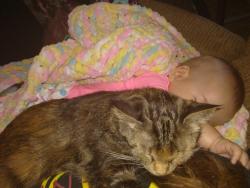 Reunited Female Cat last seen 52nd and Federal, Denver, CO 80221