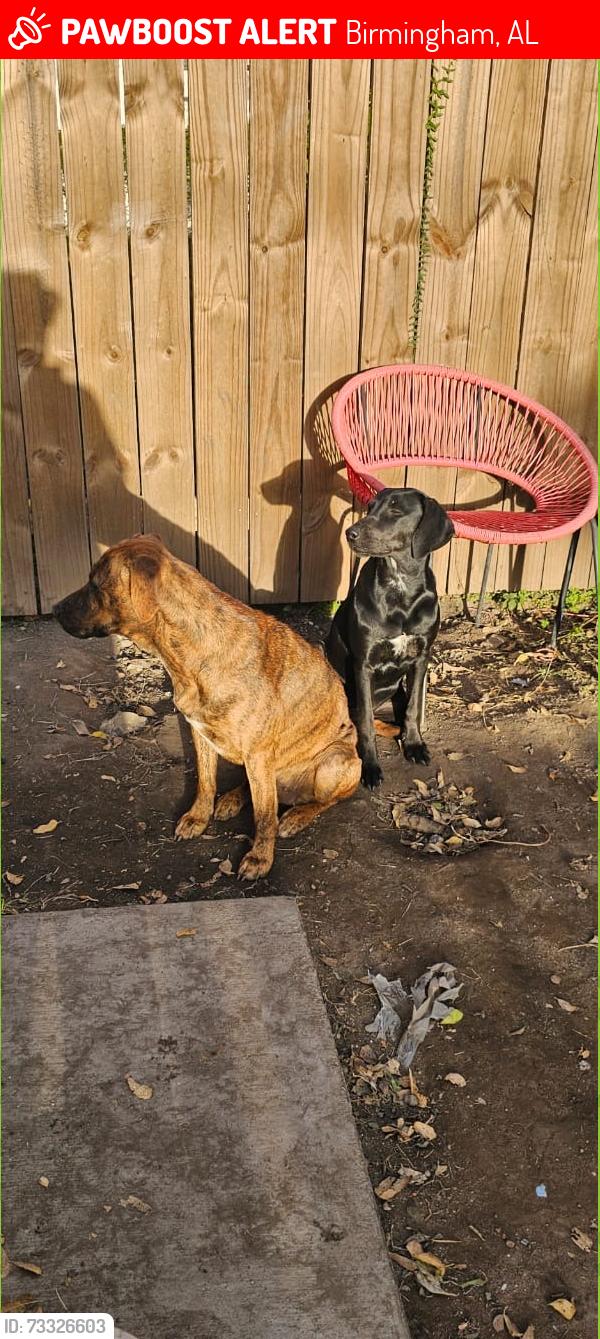 Lost Female Dog last seen 5point ensley, Birmingham, AL 35064