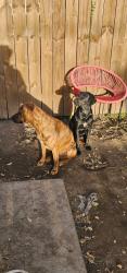 Lost Female Dog last seen 5point ensley, Birmingham, AL 35064