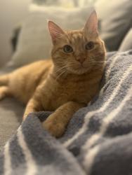 Lost Male Cat last seen S Sunset Dr, Andover, KS 67002