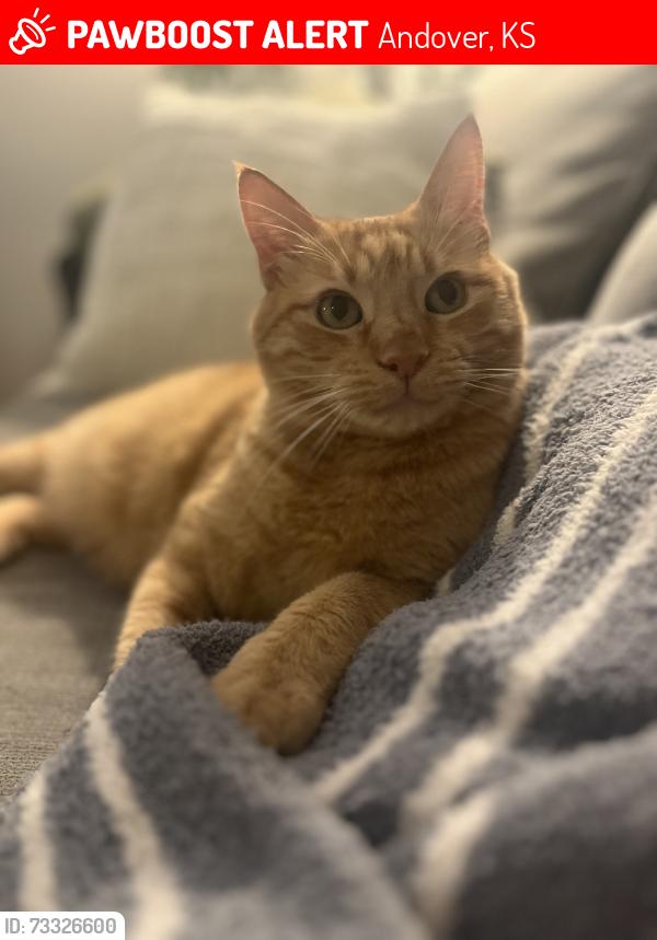 Lost Male Cat last seen S Sunset Dr, Andover, KS 67002