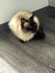 Lost Male Cat last seen Fernview and Merritt, El Cajon, CA 92020