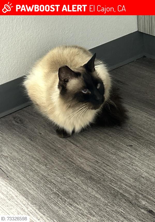 Lost Male Cat last seen Fernview and Merritt, El Cajon, CA 92020