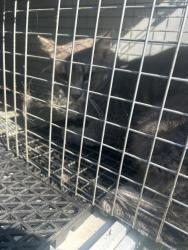 Shelter Stray Unknown Cat last seen Near Elmont Road, VIRGINIA BEACH, VA, 23452, 341 S Birdneck Rd, Virginia Beach, VA 23451, USA