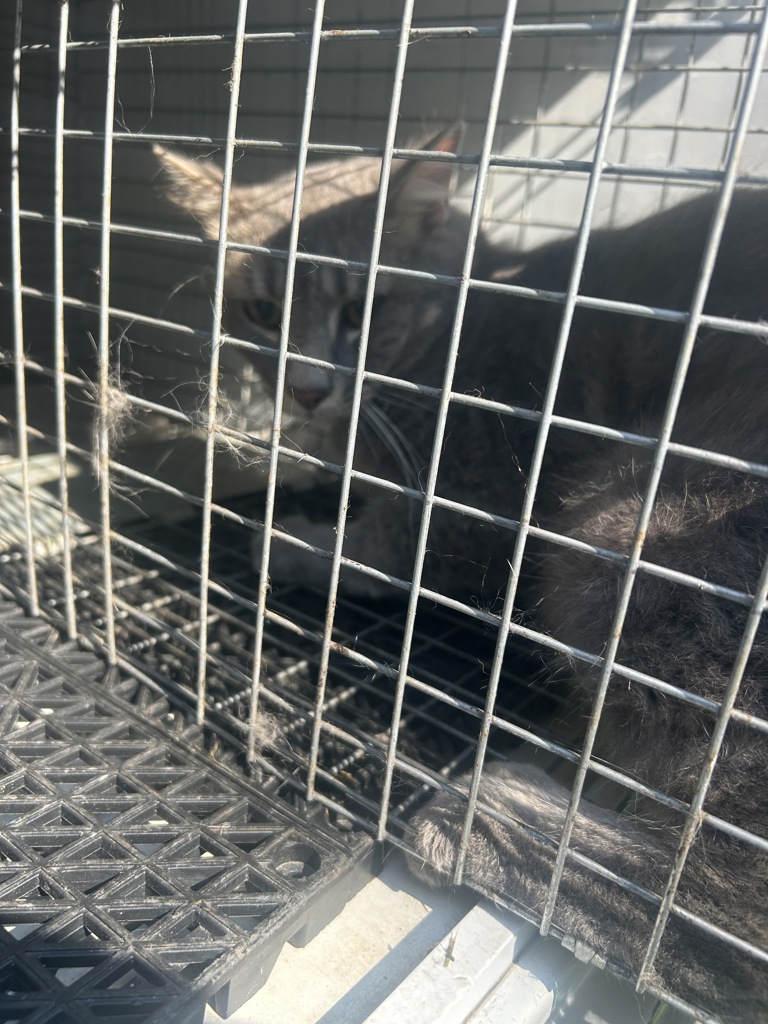 Shelter Stray Unknown Cat last seen Near Elmont Road, VIRGINIA BEACH, VA, 23452, 341 S Birdneck Rd, Virginia Beach, VA 23451, USA