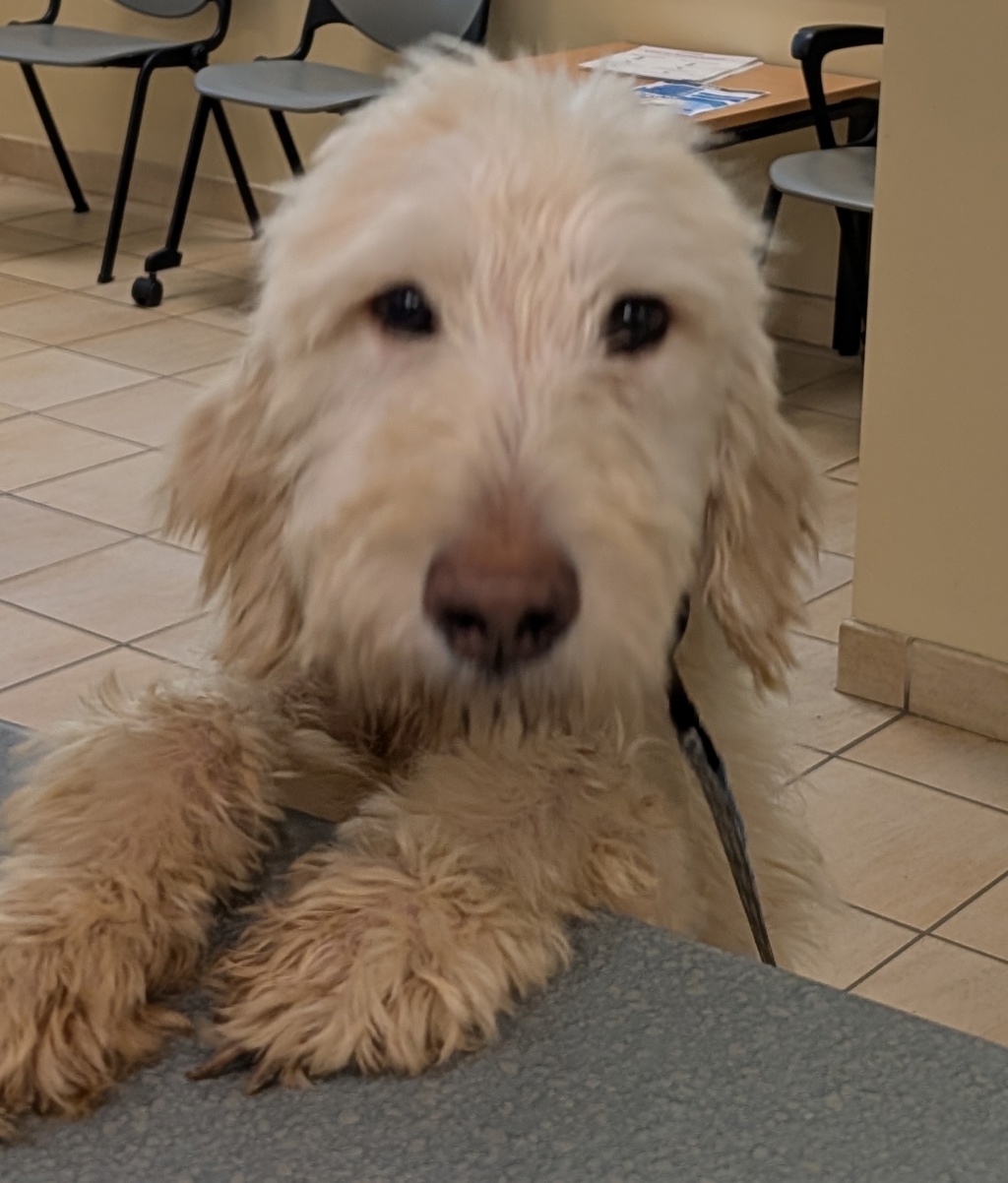 Shelter Stray Male Dog last seen windsor oaks/ south plaza trail, VIRGINIA BEACH, VA, 23462, 341 S Birdneck Rd, Virginia Beach, VA 23451, USA