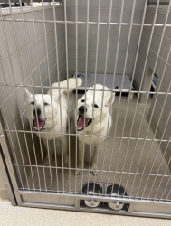 Shelter Stray Male Dog last seen Near Bonney Road, VIRGINIA BEACH, VA, 23462, 341 S Birdneck Rd, Virginia Beach, VA 23451, USA