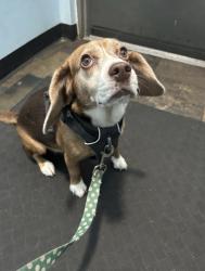 Reunited Female Dog last seen 51st & Baltimore, Philadelphia, PA 19143