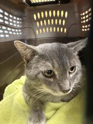 Shelter Stray Male Cat last seen Troycott Place, North Chesterfield, VA, 23237, 9300 Public Works Rd, Chesterfield, VA 23832, USA