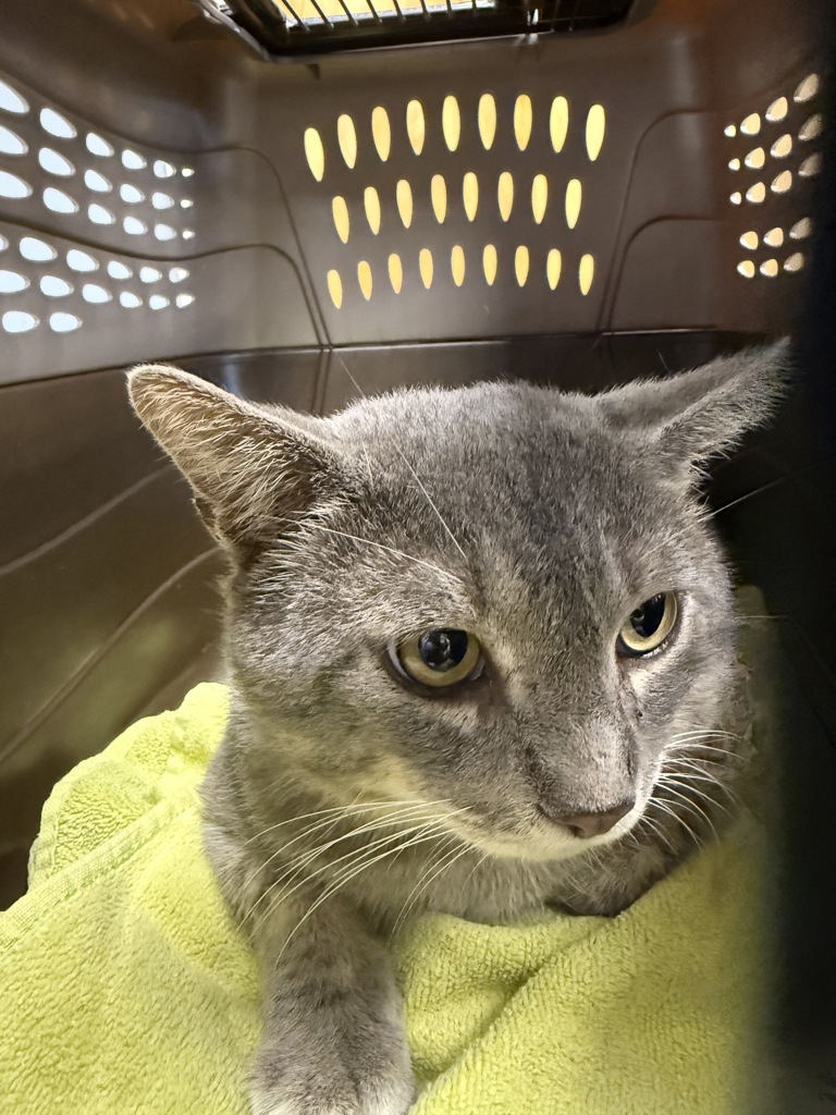 Shelter Stray Male Cat last seen Troycott Place, North Chesterfield, VA, 23237, 9300 Public Works Rd, Chesterfield, VA 23832, USA