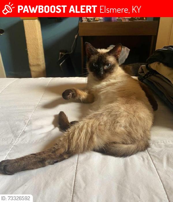 Lost Female Cat last seen Pebble Creek and Garvey, Elsmere, KY 41018
