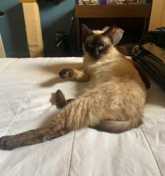 Lost Female Cat last seen Pebble Creek and Garvey, Elsmere, KY 41018