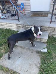 Reunited Male Dog last seen Put/ bull, St. Louis, MO 63111