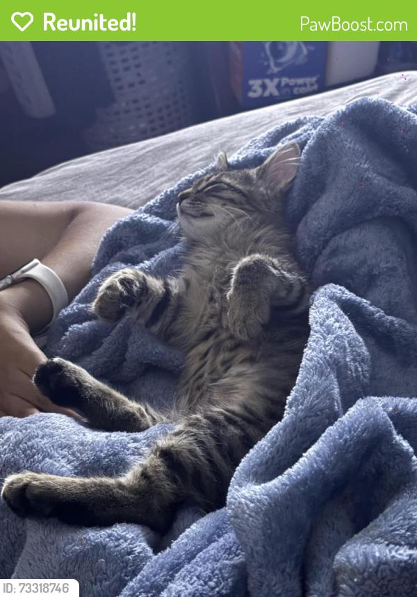 Reunited Female Cat last seen Near vineyard ave, Pleasanton, CA 94566