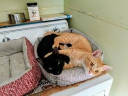 Reunited Male Cat last seen Oakcrest Road and Turnberry Lane, South of M59, East of Eager, Howell MI, Howell, MI 48843