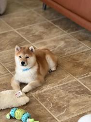 Reunited Female Dog last seen Mabry drive, Sacramento, CA 95835