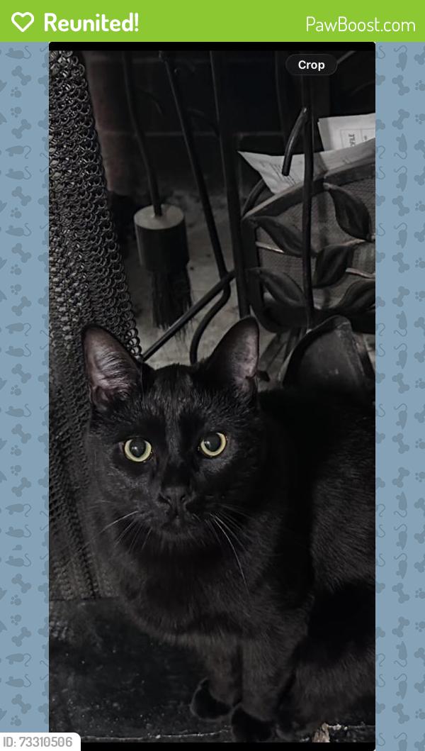 Reunited Male Cat last seen 205th St, Shoreline, WA 98155