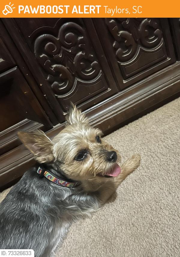 Found/Stray Female Dog last seen East Lee road and Edwards road, Taylors, SC 29687