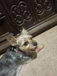 Found/Stray Female Dog last seen East Lee road and Edwards road, Taylors, SC 29687