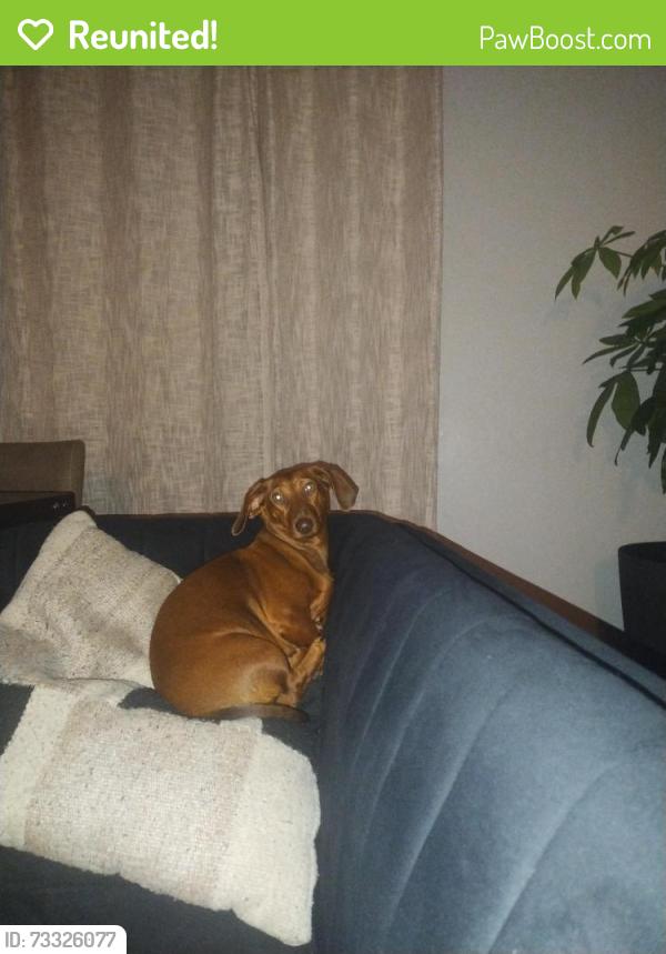Reunited Female Dog last seen Oregon dr and Peoria, Aurora, CO 80012