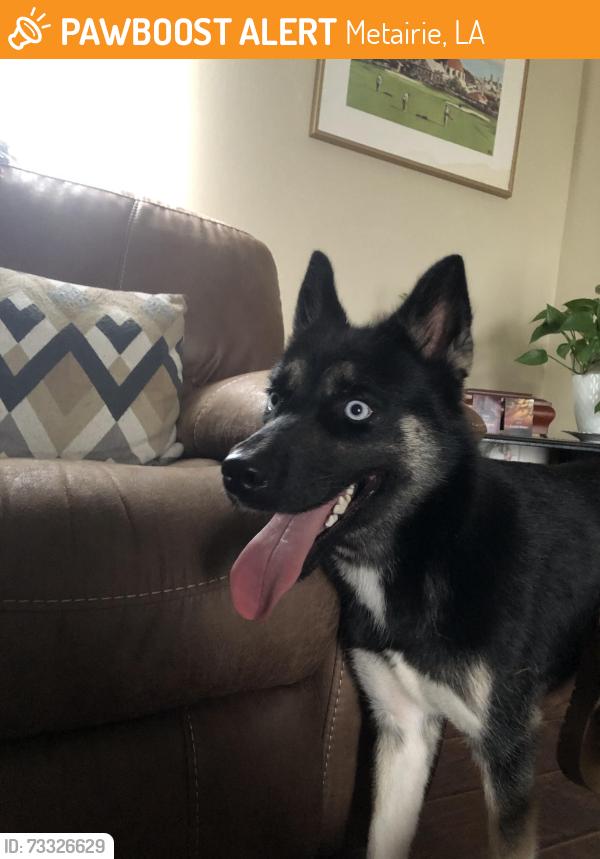 Found/Stray Male Dog last seen Elise and Lorraine, Metairie, LA 70003