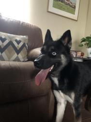 Found/Stray Male Dog last seen Elise and Lorraine, Metairie, LA 70003