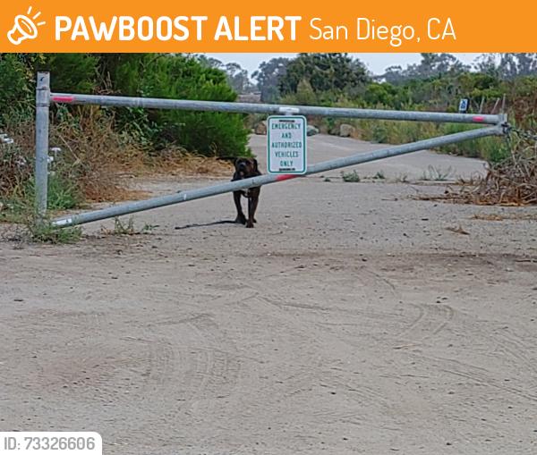 Found/Stray Male Dog last seen Southwest Little League parking lot, San Diego, CA 92154