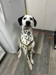 Found/Stray Male Dog last seen Angel cove apmts, Pensacola, FL 32506