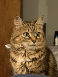 Lost Female Cat last seen Clover street and broadway, Louisville, OH 44641