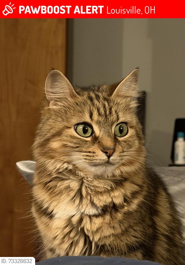Lost Female Cat last seen Clover street and broadway, Louisville, OH 44641