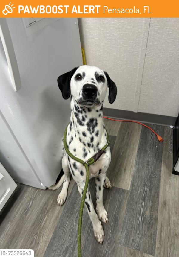 Found/Stray Male Dog last seen Angel cove apmts, Pensacola, FL 32506