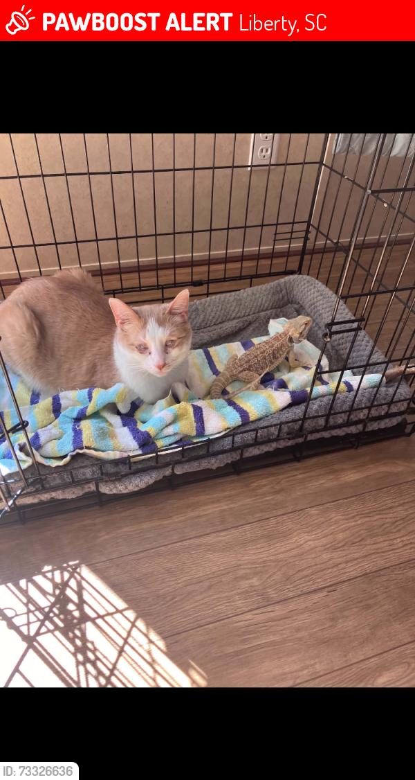 Lost Male Cat last seen Bryant St., Five Forks, Posey Hill, Black Bottom Rd., Liberty, SC 29657